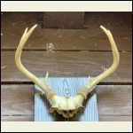 BMFHC_106_Antlers.jp.jpg