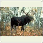 Moose_superior.jpg Moose_superior.jpg