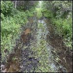 Soggy trail