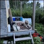 Dirty dog