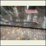 IMG_4597.jpeg