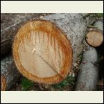 sapwood.JPG sapwood.JPG