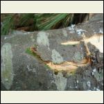 chlorobark.JPG chlorobark.JPG