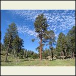 Ponderosa