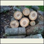 SapsuckerHickory.JPG