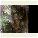 IMG_5182.jpeg