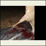 Daisy helping with the cleanup