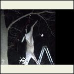 Deer in the headlights