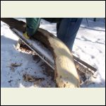 stripping bark from our curved log.