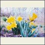 Surprise daffodils in the yard