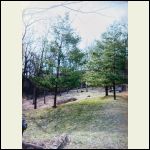 Pines in the backyard