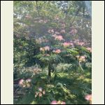 View from the roof, my beautiful mimosa tree