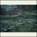 Backyard26.JPG