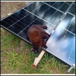 SolarKitty.jpg