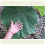 Paulownia.JPG