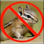 No chipmunks