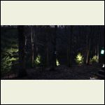 solar spot lights on forest pines
