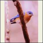 Eastern bluebird Eastern bluebird