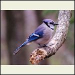 blue jay outside the window