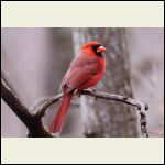 male cardinal