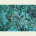 Blackberries were ripe Blackberries were ripe