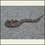 Copperhead