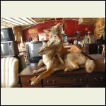 Pair of coyote