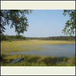 View of wild rice