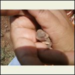 baby horned Toad