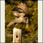 great grey owl