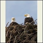 eagle pair