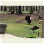 Turkeys while laying in bed