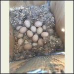 Wood duck box full of eggs