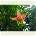 'orange' flower