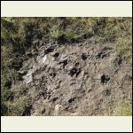 bear tracks