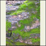 Moss on a pine log