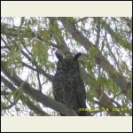 screech owl