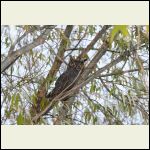 Screeching Barn owl