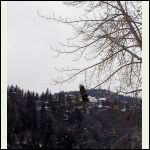 Below the cabin on the kettle river