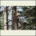 woodpecker