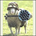 guard sheep