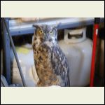 OWL_029.JPG