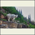 In Glacier National Park