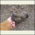 A Grouse in the Hand...