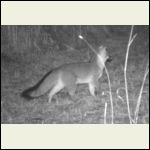 red fox