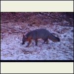 grey fox