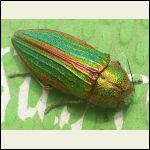 Iridescent green beetle "Golden Buprestid"