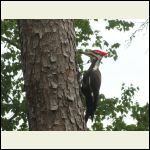 Male Pileated Woodpecker