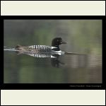 loon