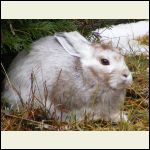 Snow shoe rabbit